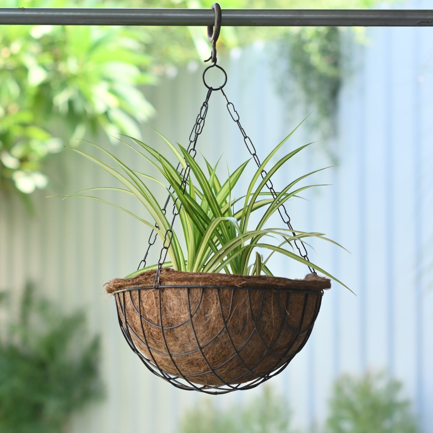 Hanging Coir Basket for Indoor/Outdoor