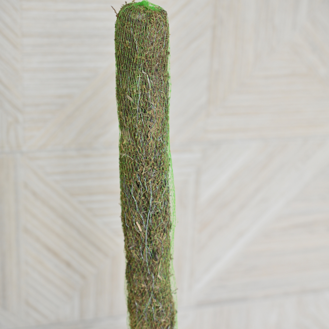 Moss Stick | Moss Stick for Money Plant| Moss Stick for Climbing Indoor Plants- Set of 2