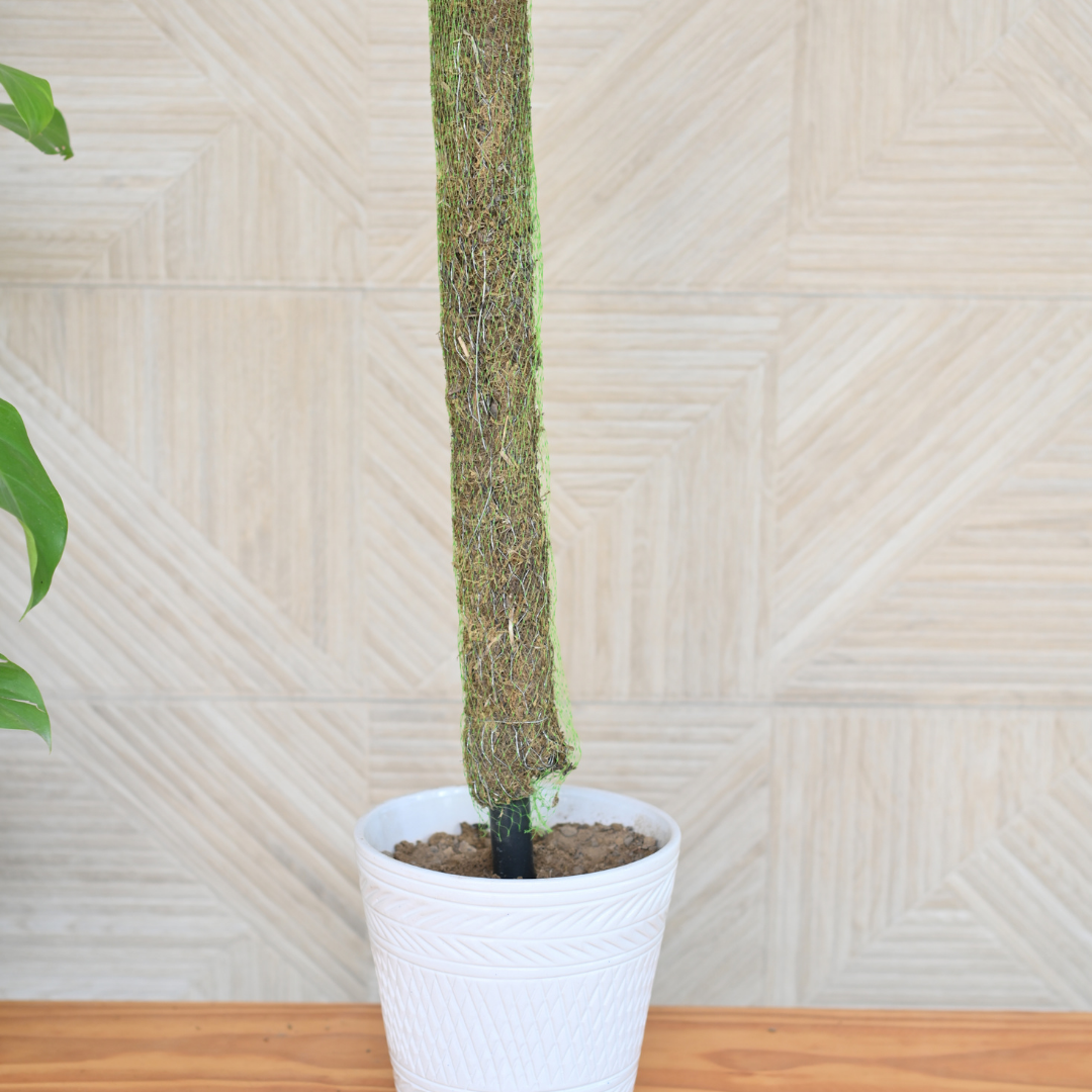 Moss Stick | Moss Stick for Money Plant| Moss Stick for Climbing Indoor Plants- Set of 2