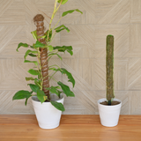 Moss Stick | Moss Stick for Money Plant| Moss Stick for Climbing Indoor Plants- Set of 2