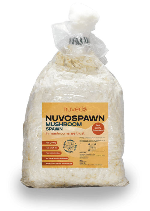 Nuvedo Pink Oyster Mushroom Spawn (1 Kg)