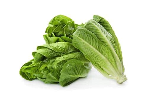 Pindfresh Romaine Lettuce Seeds (800 seeds)