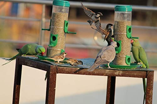 Amijivdaya Bird Feeder With Hut (Medium)