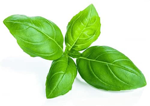 Pindfresh DIY Grow Kit of Italian Basil