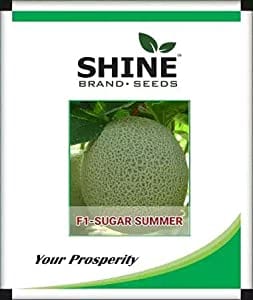 Shine Brand Seeds Sugar Summer F1 Musk Melon/ Kharbooja Seeds