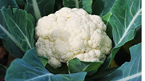 Aero Seeds Cauliflower Seeds (50 Seeds)