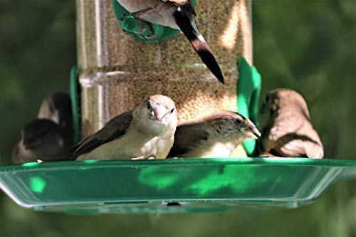 Amijivdaya Bird Feeder With Hut (Medium)