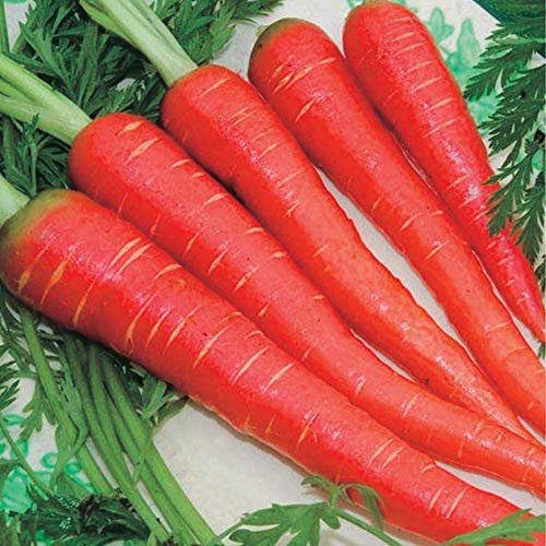 Aero Seeds Red Carrot Seeds (50 Seeds)