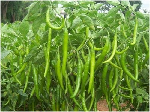 Aero Seeds Chilli Seeds (100 Seeds)