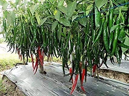 Shine Brand Seeds F1 Shine 610 Hybrid Chilli/ Mirchi Seeds (10 Grams)