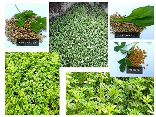 Shiviproducts Spinach (Palak) Seeds