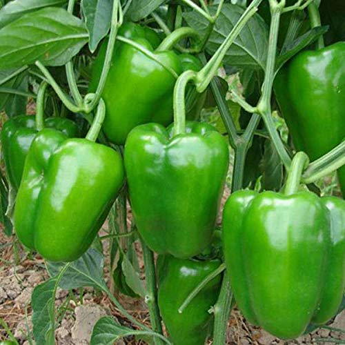 Aero Seeds Capsicum Vegetable Seeds (50 Seeds)