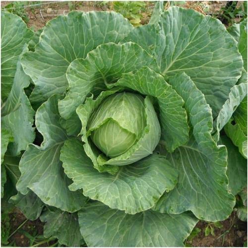 Aero Seeds Cabbage Seeds (50 Seeds)