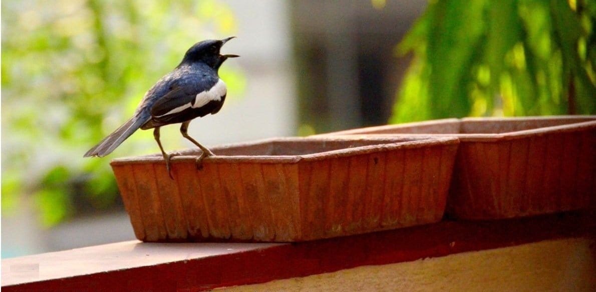 Om Craft Villa Terracotta Bird Bath/Bird Water Feeder