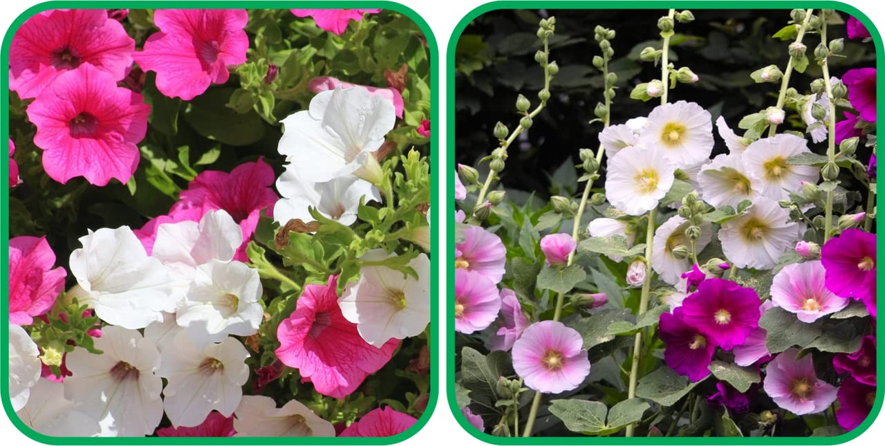 Aero Seeds Hollyhock Mix Colour (50 Seeds) and Petunia Mix Colour Seeds (50 Seeds) - Combo Pack