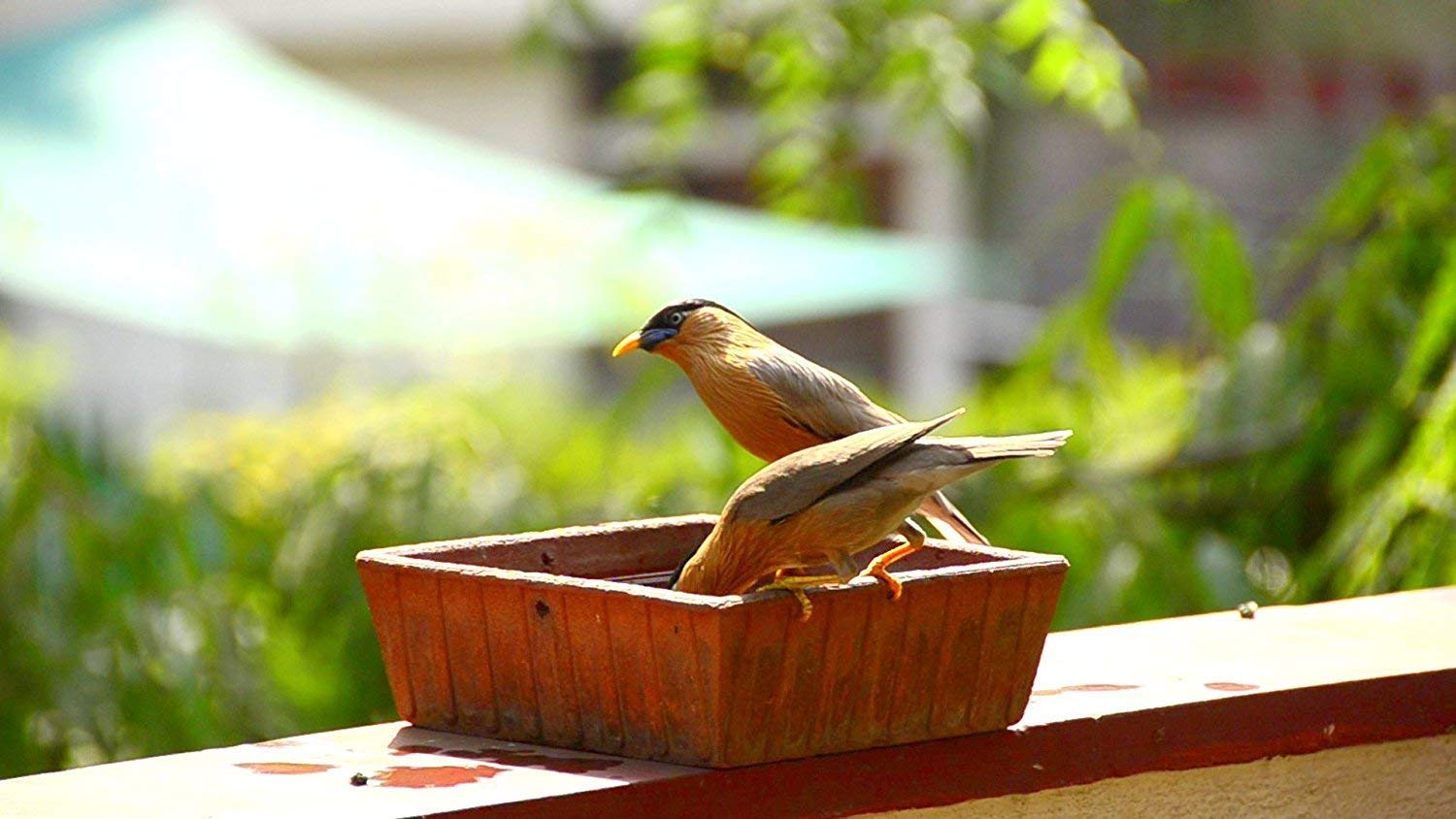 Om Craft Villa Terracotta Square Bird Bath (8.66 inches)