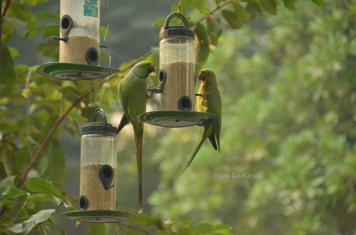 Amijivdaya Bird Feeder With Hut (Medium)