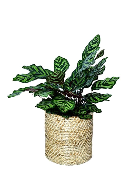 The Weaver's Nest Handmade Natural Cane Planter (H:25 cm, Dia: 25cm)