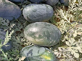 Shine Brand Seeds F1 Creta (Ice Box) Watermelon/ Tarbooj Seeds