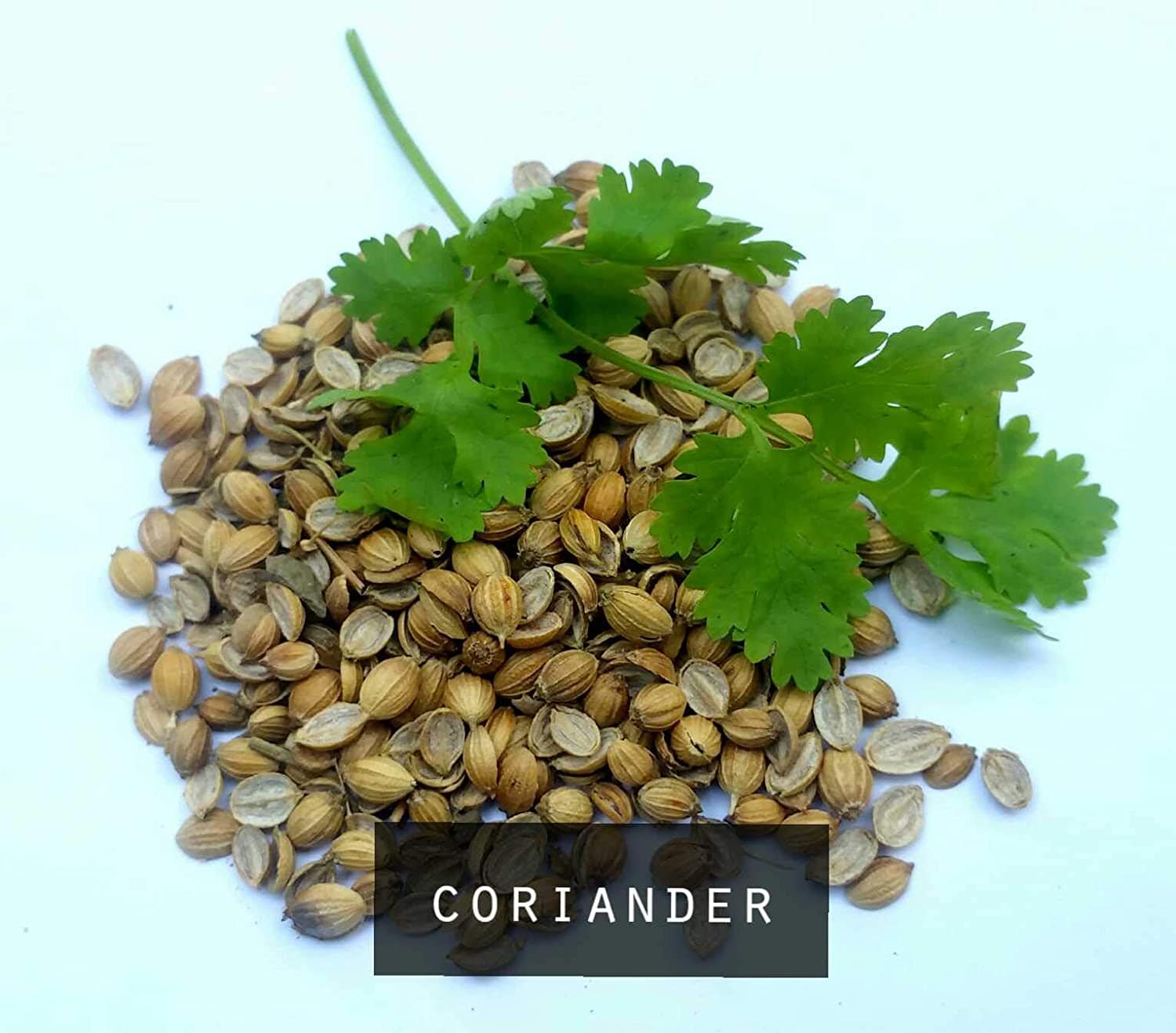 Shiviproducts Bitter Gourd (Karela) Seeds and Coriander (Dhania) Seeds