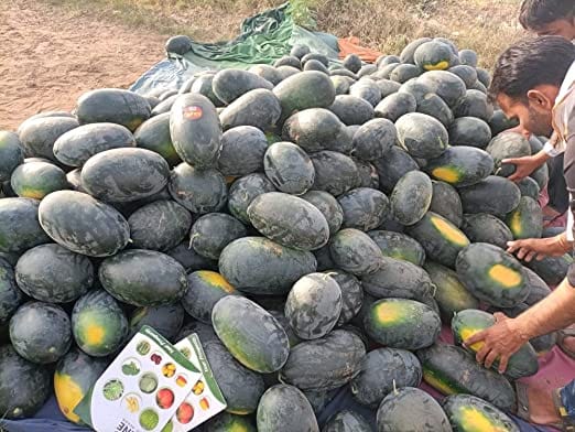 Shine Brand Seeds F1 Creta (Ice Box) Watermelon/ Tarbooj Seeds