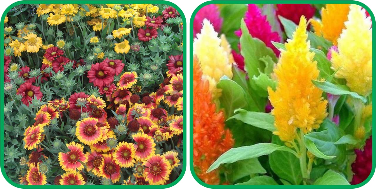 Aero Seeds Closia Pulmosia Mix Seeds (50 Seeds) and Gaillardia Aristata Mix Colour Seeds (50 Seeds) - Combo Pack