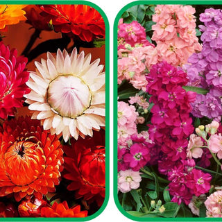 Stock Flower Mix Colour (50 Seeds) and Helichrysum Mix Colour Seeds (50 Seeds) - Combo Pack