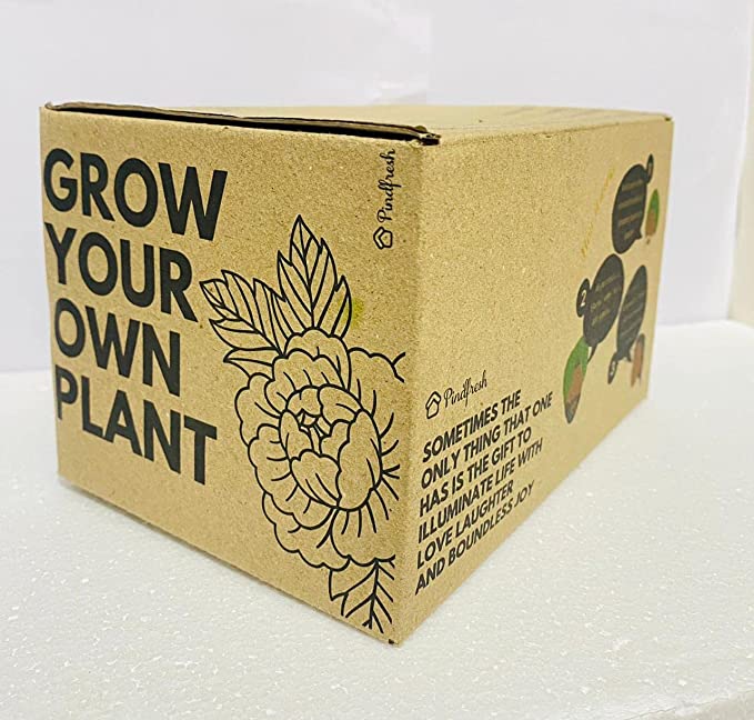 Pindfresh DIY Grow Kit of Italian Basil