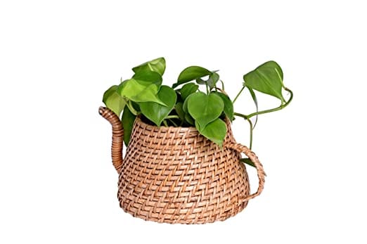 The Weaver's Nest Handmade Natural Cane Kettle Shaped Planter,(25 X 18 X 12 cm)