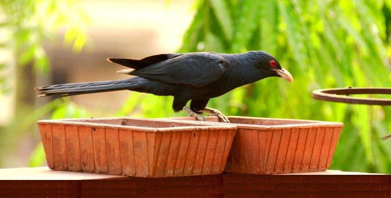 Om Craft Villa Terracotta Bird Bath/Bird Water Feeder