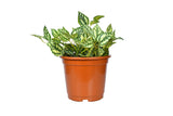 Akura Plastic Planter (Brown, Set Of 3)