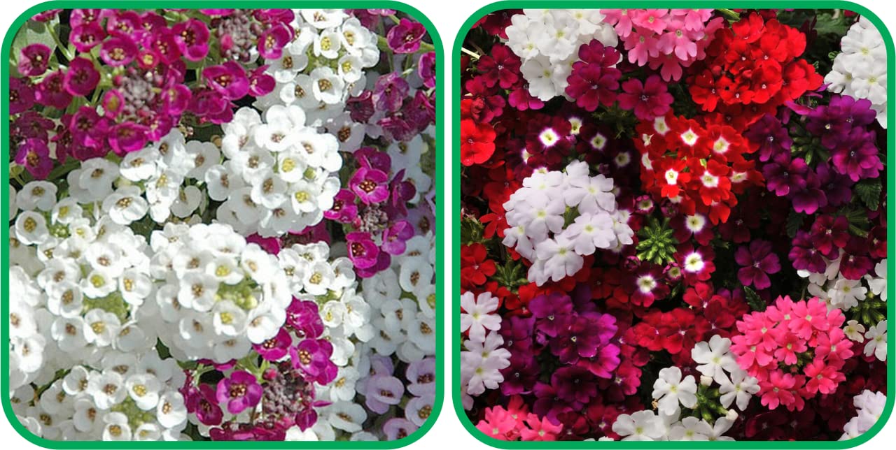 Aero Seeds Verbena Mix Colour (50 Seeds) and Alyssum Mix Colour Seeds (50 Seeds) - Combo Pack