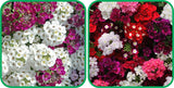 Aero Seeds Verbena Mix Colour (50 Seeds) and Alyssum Mix Colour Seeds (50 Seeds) - Combo Pack