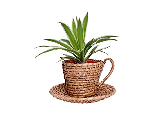 The Weaver's Nest Handmade Natural Cane Planter/Plant Holder (35 X 15 X 42 cm)