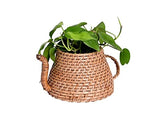 The Weaver's Nest Handmade Natural Cane Kettle Shaped Planter,(25 X 18 X 12 cm)