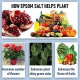 Shiviproducts NPK Fertilizer (300 gm) + Epsom Salt (150 gm)