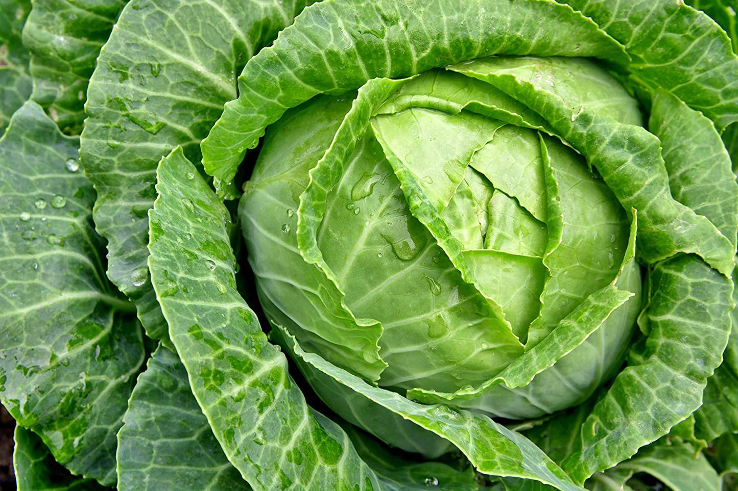 Aero Seeds Cabbage Seeds (50 Seeds)