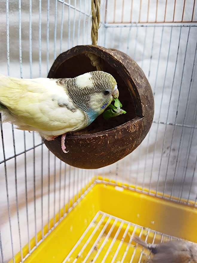 Mats Avenue Open Bird Feeder Made of Coconut Shell (Hand Crafted)