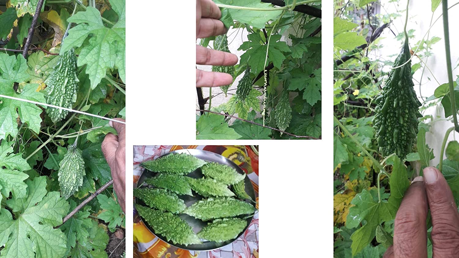 Shiviproducts Bitter Gourd (Karela) Seeds and Coriander (Dhania) Seeds