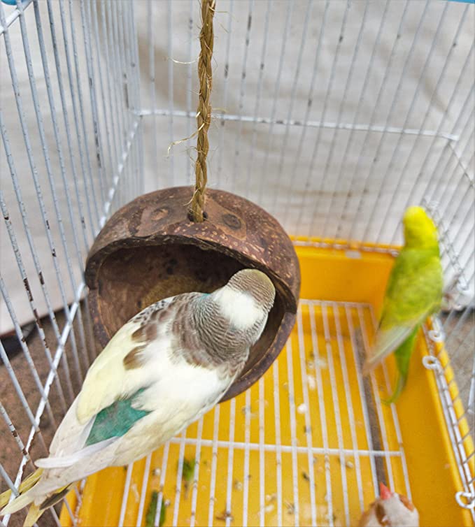 Mats Avenue Open Bird Feeder Made of Coconut Shell (Hand Crafted)