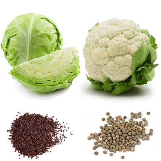 Shiviproducts Cauliflower and Cabbage Seeds