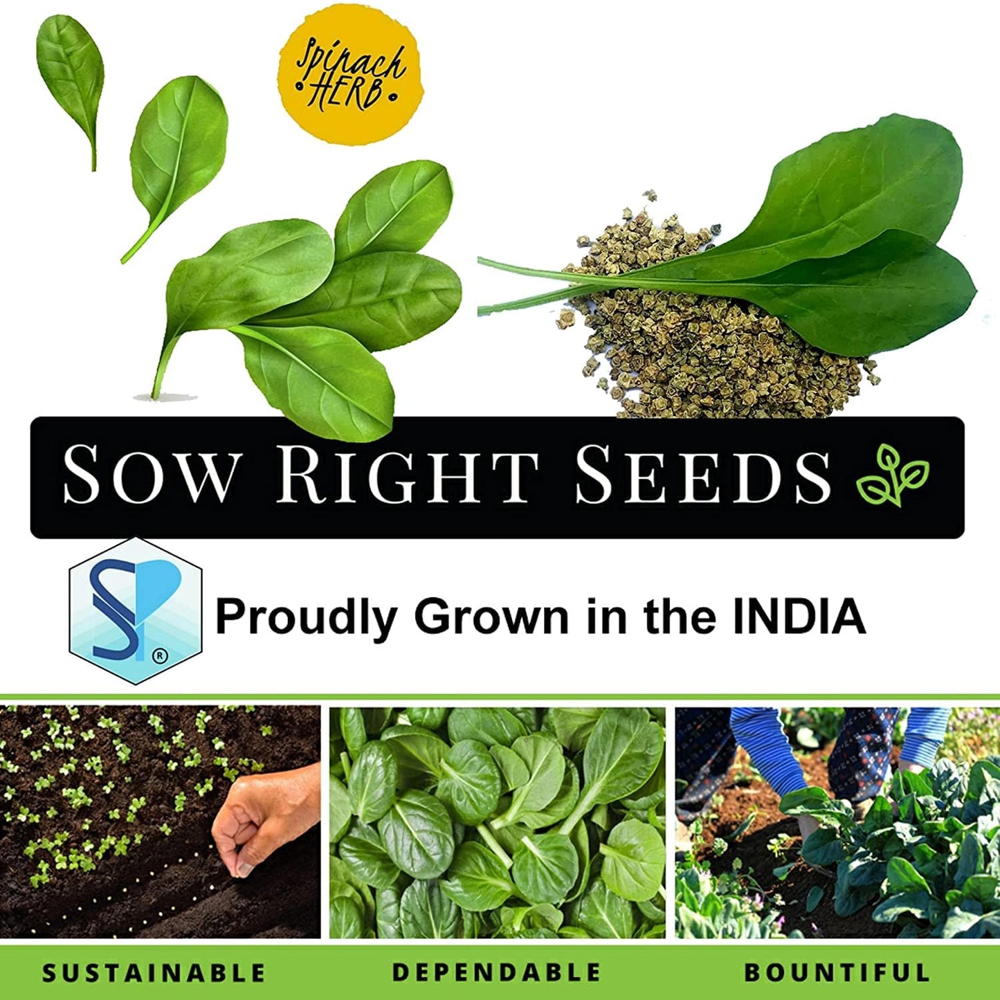 Shiviproducts Spinach (Palak) Seeds