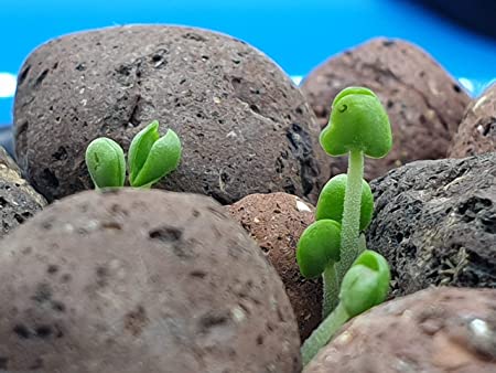 Pindfresh Hydroponics/Aquaponics Leca/Clay Balls