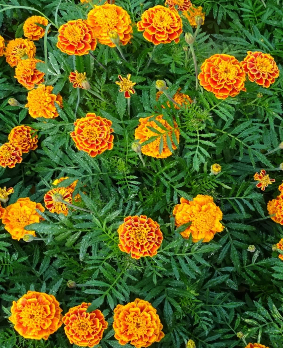 Aero Seeds African Marigold Flower (100 Seeds)