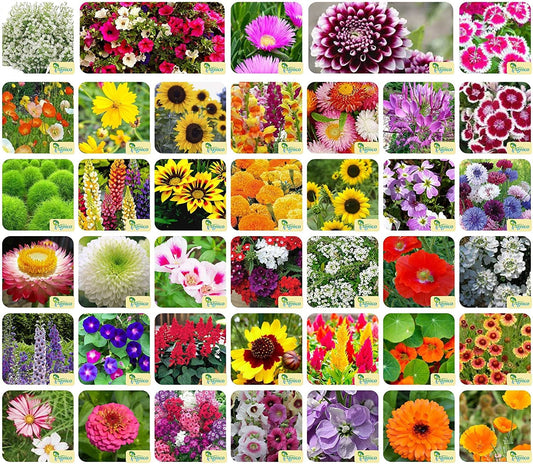 Aero Seeds Flowering Plant Seeds with Instruction Manual (40 Varieties, 2295+ Seeds) - Combo Pack