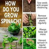 Shiviproducts Spinach (Palak) Seeds