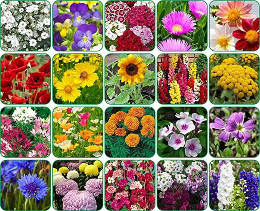 Aero Seeds Flowering Plant Seeds Combo (20 Varieties, 640+ Seeds) - Combo Pack