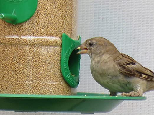 Amijivdaya Bird Feeder With Hut (Large, Multicolour)