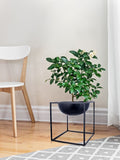 Green Girgit Half Dome Black Metal Planter With Metal Stand