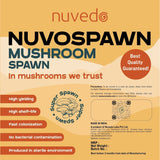 Oyster Mushroom Spawn (1 Kg)